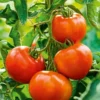 Tomato Champion Live Plant 2-Pack – Red Sweet Tomato – 4 Inch Pot – 6-8 Inch Tall - Image 1