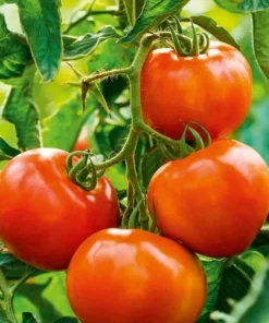 Tomato Champion Live Plant 2-Pack – Red Sweet Tomato – 4 Inch Pot – 6-8 Inch Tall - Image 1