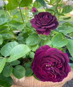 Twilight Zone Grandiflora Rose Live Plant – Deep Purple, Fragrant Shrub – USDA Zones 5-9 - Image 10
