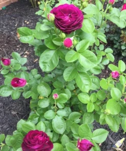 Twilight Zone Grandiflora Rose Live Plant – Deep Purple, Fragrant Shrub – USDA Zones 5-9 - Image 3