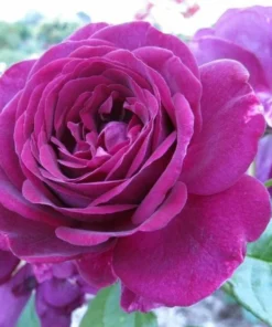Twilight Zone Grandiflora Rose Live Plant – Deep Purple, Fragrant Shrub – USDA Zones 5-9 - Image 4