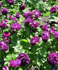 Twilight Zone Grandiflora Rose Live Plant – Deep Purple, Fragrant Shrub – USDA Zones 5-9 - Image 5