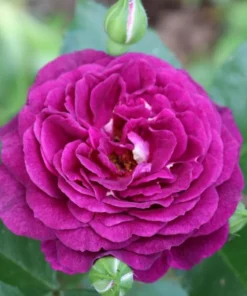 Twilight Zone Grandiflora Rose Live Plant – Deep Purple, Fragrant Shrub – USDA Zones 5-9 - Image 6