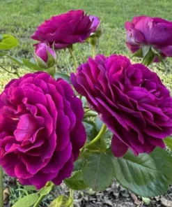 Twilight Zone Grandiflora Rose Live Plant – Deep Purple, Fragrant Shrub – USDA Zones 5-9 - Image 7