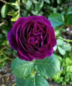 Twilight Zone Grandiflora Rose Live Plant – Deep Purple, Fragrant Shrub – USDA Zones 5-9 - Image 8