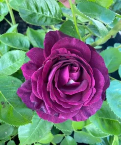 Twilight Zone Grandiflora Rose Live Plant – Deep Purple, Fragrant Shrub – USDA Zones 5-9 - Image 9