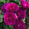 Twilight Zone Grandiflora Rose Live Plant – Deep Purple, Fragrant Shrub – USDA Zones 5-9 - Image 1