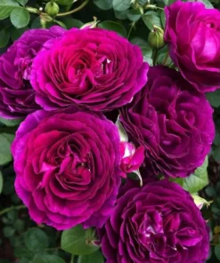 Twilight Zone Grandiflora Rose Live Plant – Deep Purple, Fragrant Shrub – USDA Zones 5-9 - Image 1
