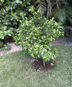 Valencia Orange Tree Live Plant – Sweet Fruit – 3-4 Ft Tall – 5 Gal Pot - Image 10