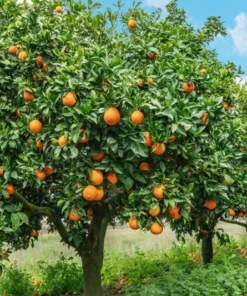 Valencia Orange Tree Live Plant – Sweet Fruit – 3-4 Ft Tall – 5 Gal Pot - Image 2