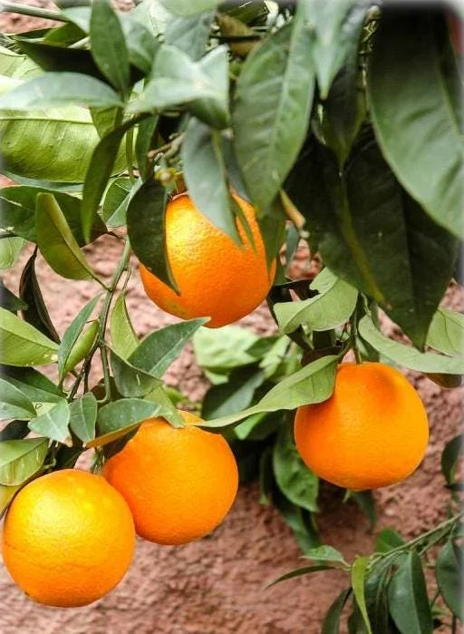 Valencia Orange Tree Live Plant – Sweet Fruit – 3-4 Ft Tall – 5 Gal Pot - Image 3