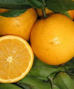 Valencia Orange Tree Live Plant – Sweet Fruit – 3-4 Ft Tall – 5 Gal Pot - Image 4