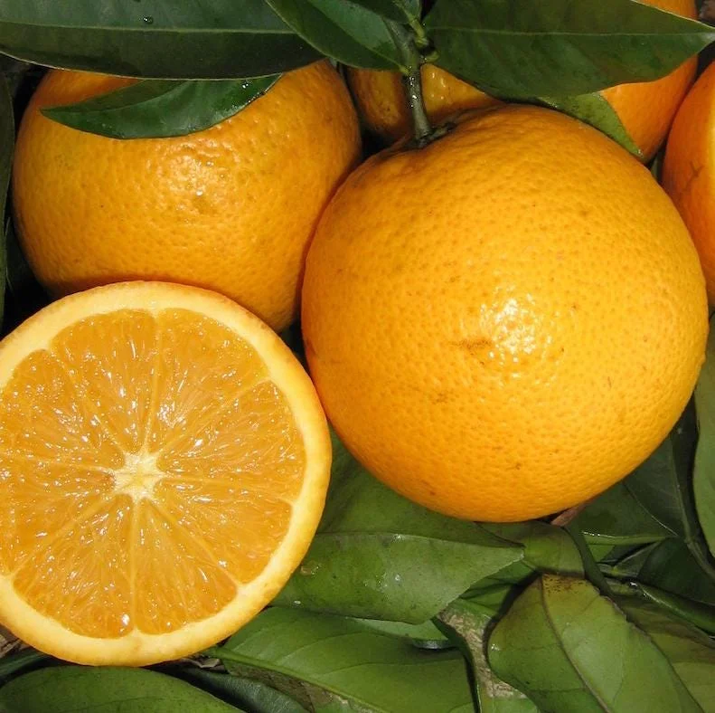 Valencia Orange Tree Live Plant – Sweet Fruit – 3-4 Ft Tall – 5 Gal Pot - Image 4