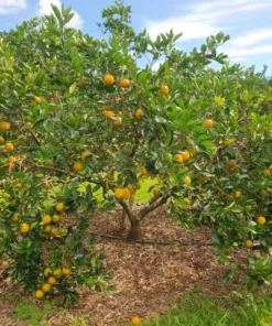 Valencia Orange Tree Live Plant – Sweet Fruit – 3-4 Ft Tall – 5 Gal Pot - Image 5