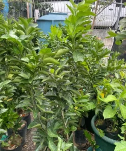 Valencia Orange Tree Live Plant – Sweet Fruit – 3-4 Ft Tall – 5 Gal Pot - Image 6