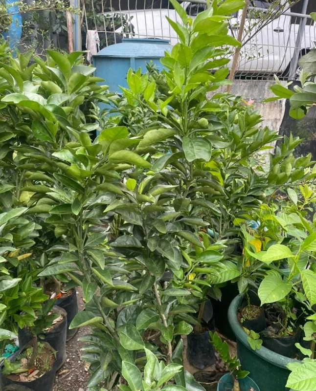 Valencia Orange Tree Live Plant – Sweet Fruit – 3-4 Ft Tall – 5 Gal Pot - Image 6