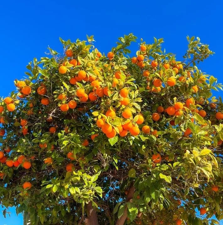 Valencia Orange Tree Live Plant – Sweet Fruit – 3-4 Ft Tall – 5 Gal Pot - Image 7