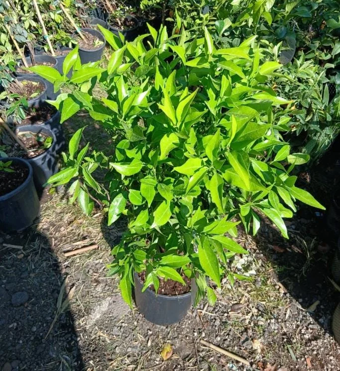 Valencia Orange Tree Live Plant – Sweet Fruit – 3-4 Ft Tall – 5 Gal Pot - Image 8