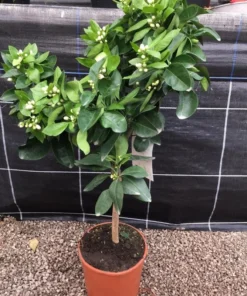 Valencia Orange Tree Live Plant – Sweet Fruit – 3-4 Ft Tall – 5 Gal Pot - Image 9
