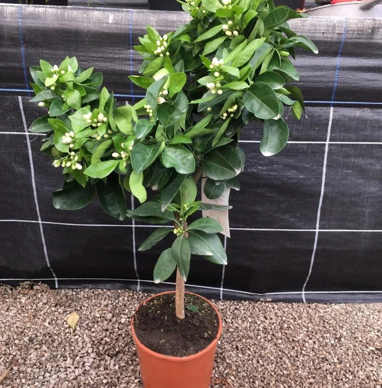 Valencia Orange Tree Live Plant – Sweet Fruit – 3-4 Ft Tall – 5 Gal Pot - Image 9
