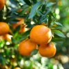 Valencia Orange Tree Live Plant – Sweet Fruit – 3-4 Ft Tall – 5 Gal Pot - Image 1
