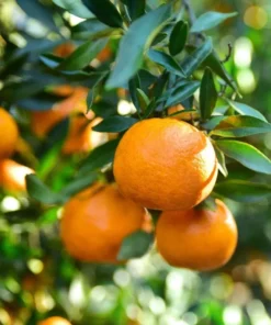 Valencia Orange Tree Live Plant – Sweet Fruit – 3-4 Ft Tall – 5 Gal Pot - Image 1