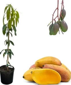 Valencia Pride Mango Grafted Tree Live Plant – 3-4 ft Tall, 3 Gallon Pot - Image 2