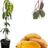 Valencia Pride Mango Grafted Tree Live Plant, 3-4 Feet Tall, 3 Gallon Pot - Image 1