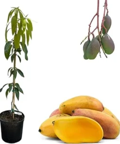 Valencia Pride Mango Grafted Tree Live Plant – 3-4 ft Tall, 3 Gallon Pot - Image 7