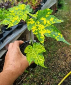 Variegated Apricot Abutilon Live Plant - Flowering Maple - 5-8 Inch Tall - Image 2