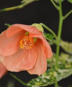 Variegated Apricot Abutilon Live Plant - Flowering Maple - 5-8 Inch Tall - Image 3