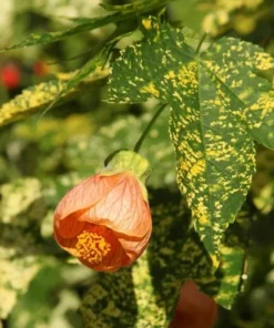 Variegated Apricot Abutilon Live Plant - Flowering Maple - 5-8 Inch Tall - Image 4