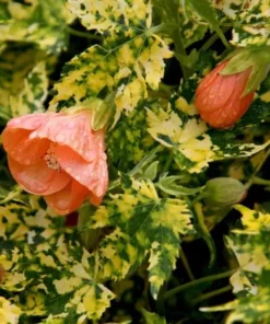 Variegated Apricot Abutilon Live Plant - Flowering Maple - 5-8 Inch Tall - Image 5