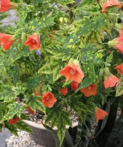 Variegated Apricot Abutilon Live Plant - Flowering Maple - 5-8 Inch Tall - Image 6