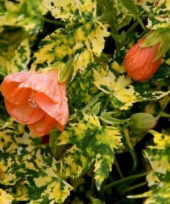 Variegated Apricot Abutilon Live Plant - Flowering Maple - 5-8 Inch Tall - Image 8
