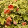 Variegated Apricot Abutilon Live Plant - Flowering Maple - 5-8 Inch Tall - Image 1