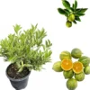 Variegated Centennial Kumquat Live Plant - 2 to 3 Feet Tall Citrus Tree in 3 Gallon Pot, Perennial Fruit - Image 1