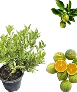 Variegated Centennial Kumquat Live Plant - 2 to 3 Feet Tall Citrus Tree in 3 Gallon Pot, Perennial Fruit - Image 3