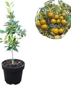 Variegated Centennial Kumquat Live Plant – Citrus Tree 1 to 2 Feet Tall in 1 Gallon Pot, Perennial Fruit Tree - Image 2
