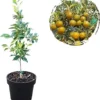 Variegated Centennial Kumquat Live Plant – Citrus Tree 1 to 2 Feet Tall in 1 Gallon Pot, Perennial Fruit Tree - Image 1