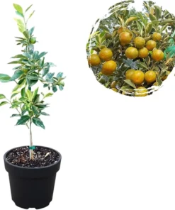 Variegated Centennial Kumquat Live Plant – Citrus Tree 1 to 2 Feet Tall in 1 Gallon Pot, Perennial Fruit Tree - Image 6