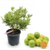 Variegated Centennial Kumquat Tree - Live Citrus Fruit Plant, 1-2 Ft Tall, 1 Gallon Pot - Image 1
