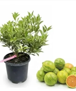 Variegated Centennial Kumquat Tree Live Plant, 1 to 2 Feet Tall, 1 Gallon Pot, Citrus Fruit - Image 2