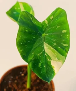 Variegated Ele Paio Colocasia Live Plant - Rare Elephant Ear Taro, 5-9" Tall - Image 2
