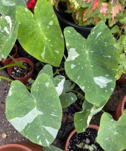 Variegated Ele Paio Colocasia Live Plant - Rare Elephant Ear Taro, 5-9