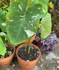Variegated Ele Paio Colocasia Live Plant - Rare Elephant Ear Taro, 5-9