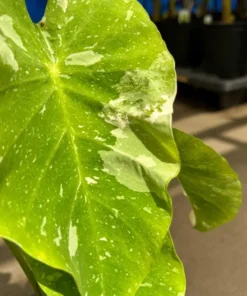 Variegated Ele Paio Colocasia Live Plant - Rare Elephant Ear Taro, 5-9