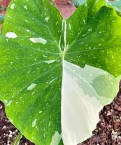 Variegated Ele Paio Colocasia Live Plant - Rare Elephant Ear Taro, 5-9