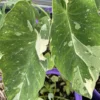 Variegated Ele Paio Colocasia Live Plant - Rare Elephant Ear Taro, 5-9" Tall - Image 1