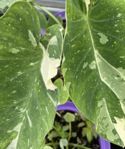 Variegated Ele Paio Colocasia Live Plant - Rare Elephant Ear Taro, 5-9" Tall - Image 1